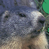 Raqfei: quiero ser marmota